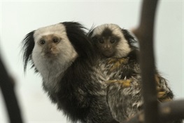 Geoffroy’s marmosets and Geoffroy’s tamarin born at WCS’s Prospect Park Zoo 